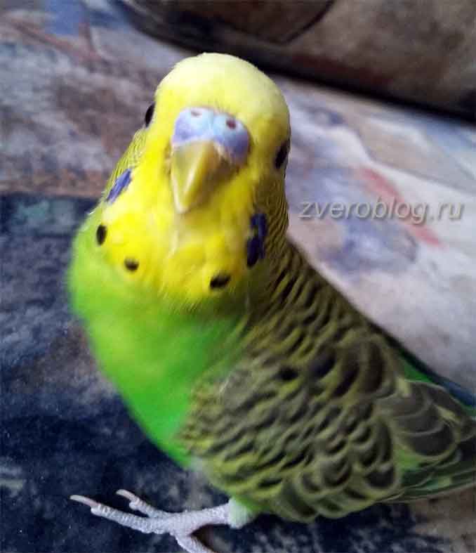 Смешной и забавный зеленый волнисый попугайчик