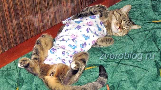 Стерилизация кошек: как ухаживать за питомцем после операции