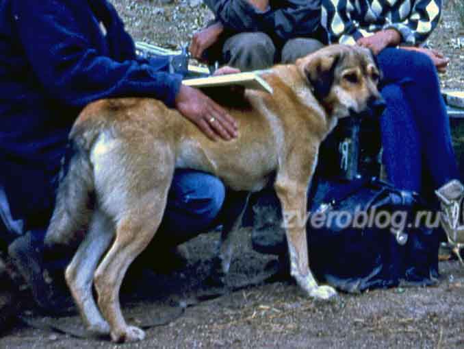 Узана - собака, помогающая геологам