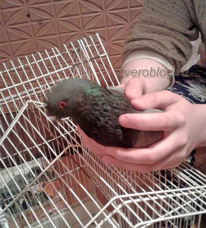 Как вылечить раненного голубя в домашних условиях
