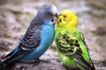 Пара волнистых попугайчиков